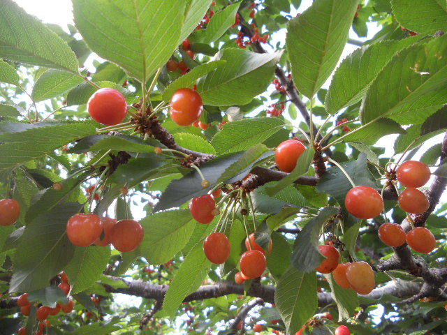 DSCN3018