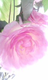 610a4745.jpg