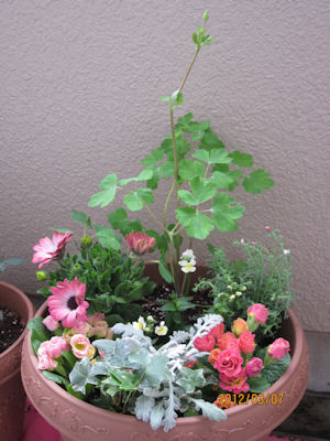 055寄せ植えパステル