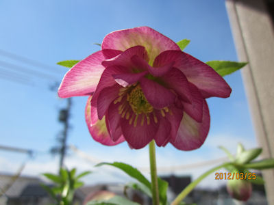 103クリロー八重2
