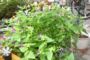 8aa059c9.jpg