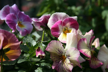 067