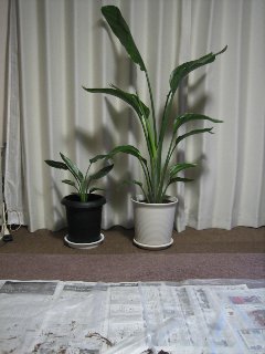 2007植替え