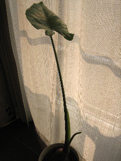 くわずいも