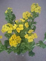 菜の花3