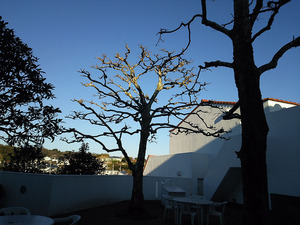 Platanus
