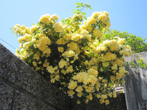 民家の花2