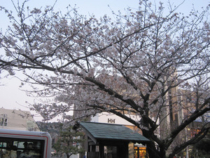 鎌倉駅前の桜