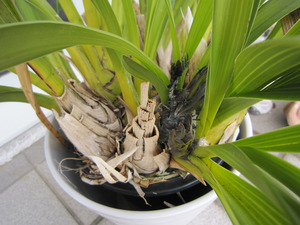201103cymbidium