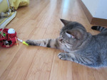 悪戯する与六1