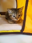 隠れてます