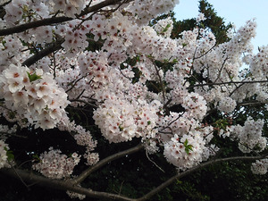 skura4