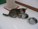 ごはん