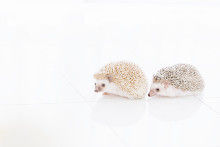 hedgehogIMGL8983_TP_Vs