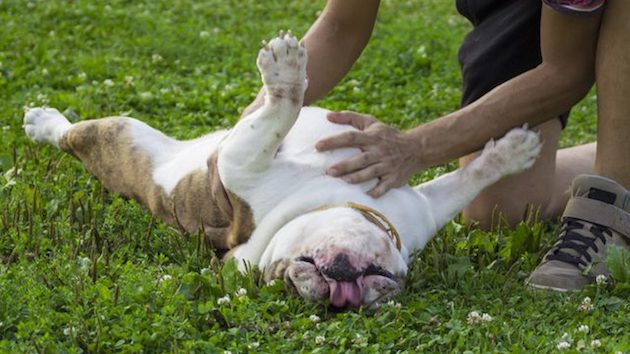 犬はお腹をなでられるのが大嫌いに関連した画像-01