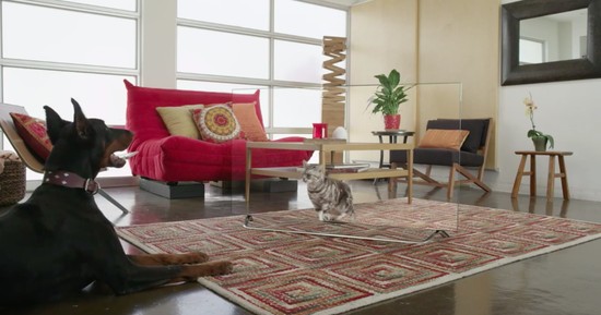 4Kテレビを見た猫や犬の面白動画に関連した画像-01