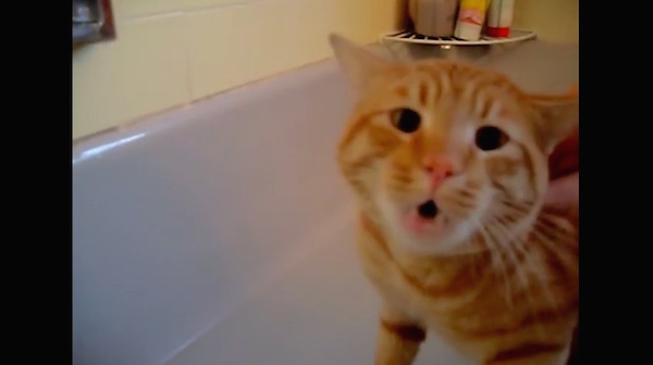 お風呂を「No!No!」と嫌がる猫に関連した画像-01