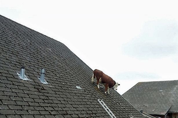 牛が屋根の上で立ち往生に関連した画像-03