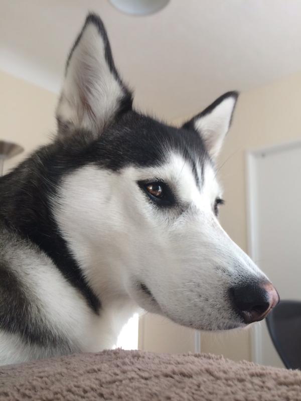 シベリアンハスキー犬のAnukoに関連した画像-03