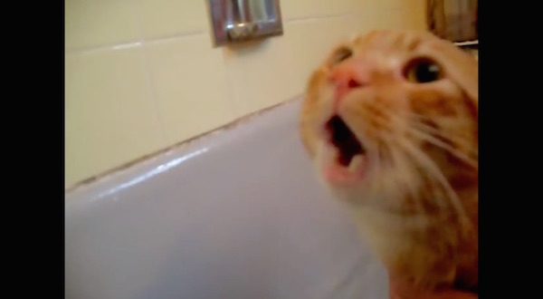 お風呂を「No!No!」と嫌がる猫に関連した画像-02