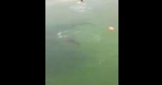 メキシコ:ワニに追いかけられる子供に関連した画像-05