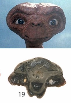 ギャラガドン(Galagadon nordquistae)に関連した画像-03