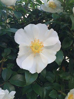 flowers-1664840__340