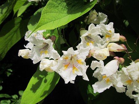 catalpa-bignonioides-848674__340