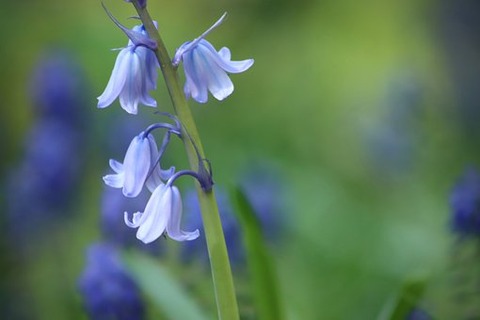 bluebell-4150004__340