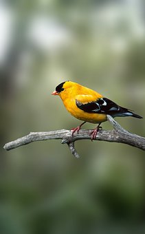 bird-3725766__340