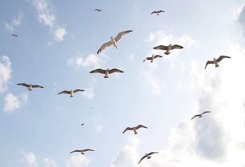 seagulls-3991744__340