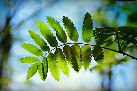 rose-leaf-4168962__340