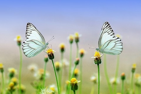 butterfly-1127666__340