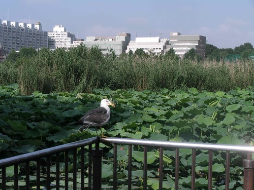 蓮池鳥１