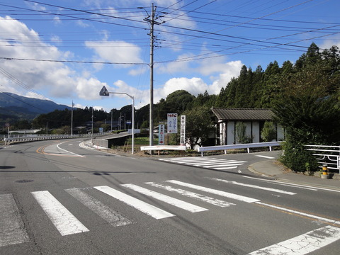 コキア1