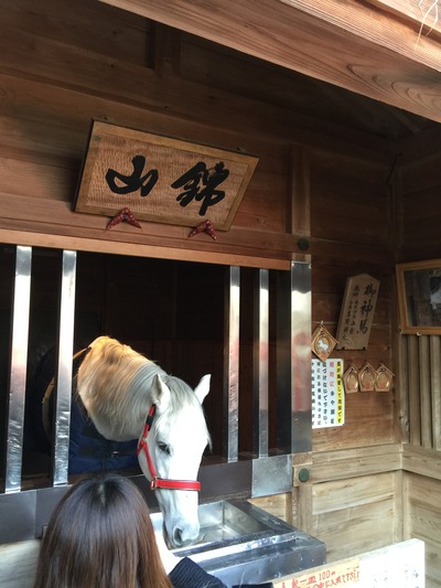 多度_ウマ