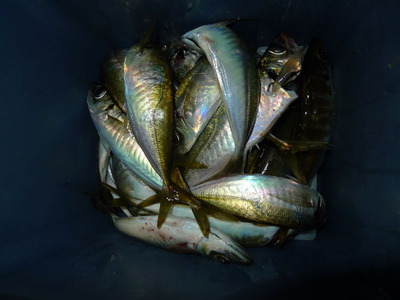 P1010288