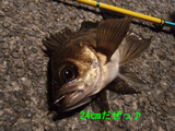 BlogPaint