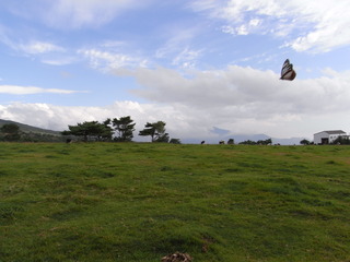 RIMG0693