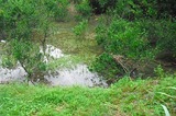 tankanhigai