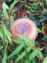 2010_09290020