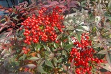 2011_12290001