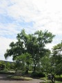 2016_05300006