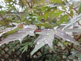 2019_04290003