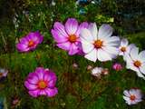 2009_09250007