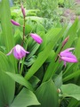 2016_05310007
