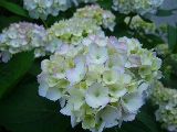 2010_06250001
