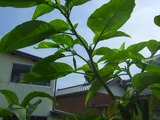 2010_08290005