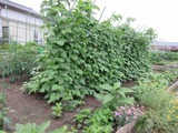 2016_06300013