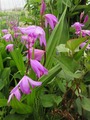 2016_05310009